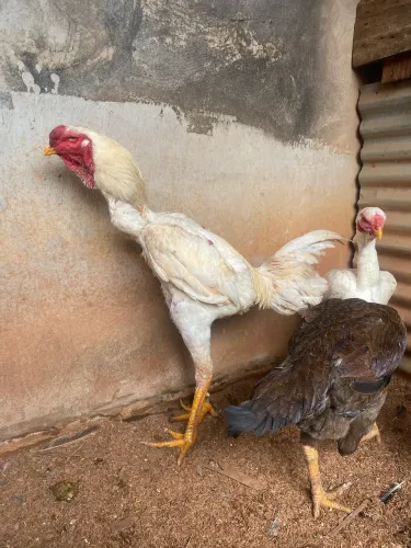 Frango índio gigante
