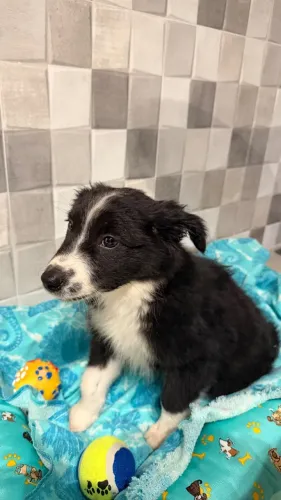 Filhote de Border collie