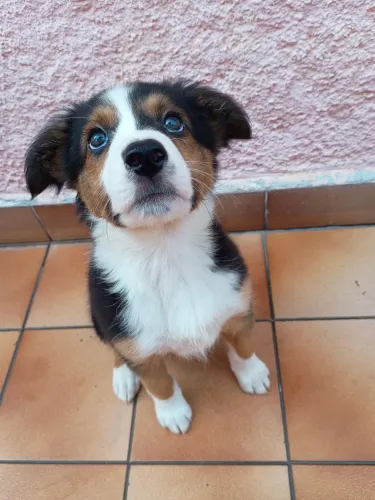 Filhote border collie fêmea