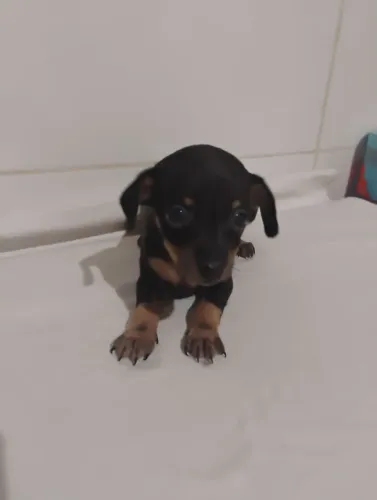 Pinscher 