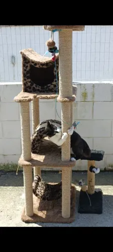 Arranhador unha de gato 3 andares