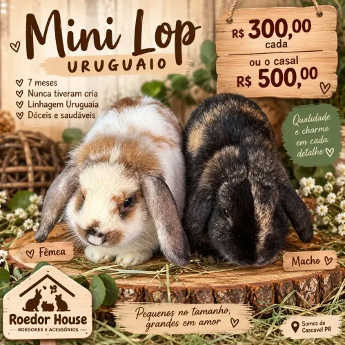 Coelhos adultos