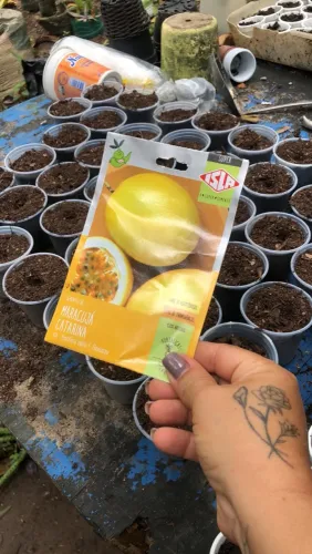 Terra vegetal mudas exertadas