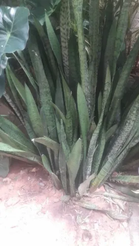 Planta  várias Espadas de São Jorge 