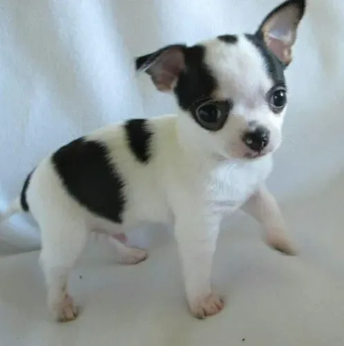 Vermífugados e vacinados lindos filhotes de Chihuahua de pelo curto/longo!!! 