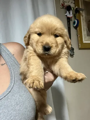 Golden retriver