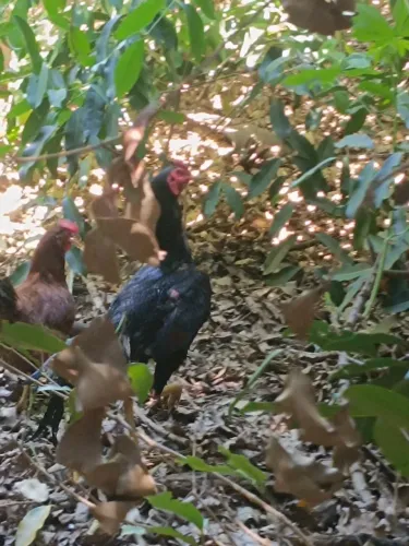 Ovos Caipira galados