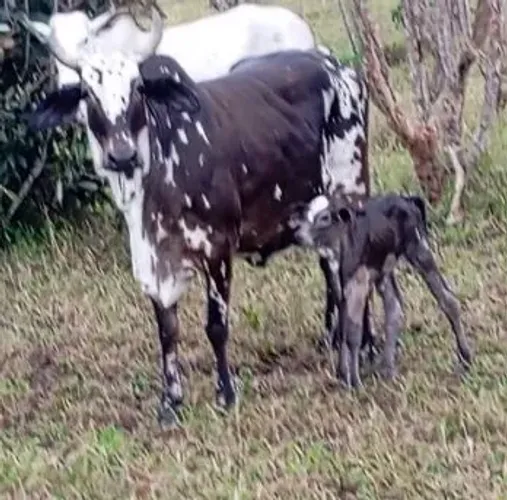Vaca