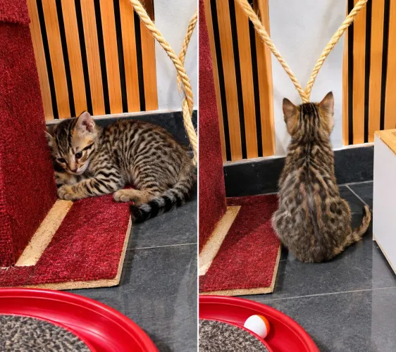 Filhote Bengal macho 24 dias