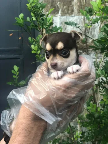 Chihuahua Pelo Curto Fêmea com Pedigree - Pequena, Valente e Cheia de Energia