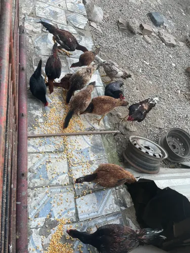 Galinhas índias 