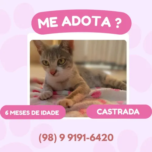 GATA CASTRADA ADOÇÃO