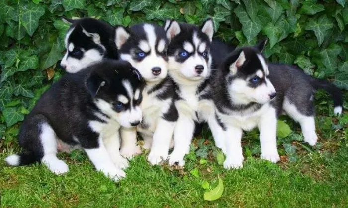 Husky siberiano filhote lindo