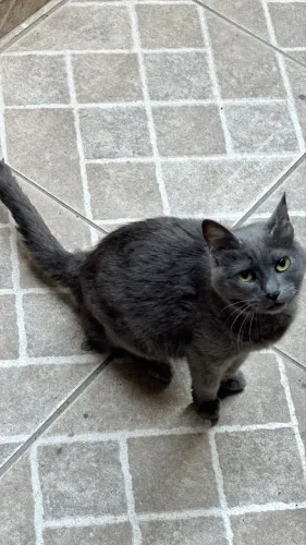 Gata cinza zona leste