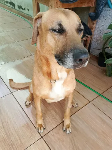 Labrador doação