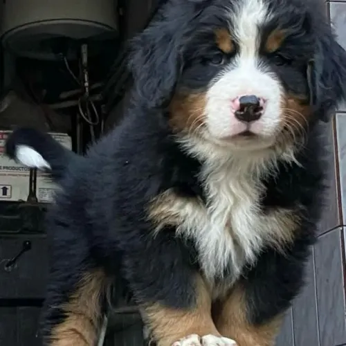 Filhotes de Bernese | Amor que não tem preço!