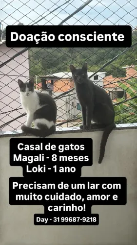 Adoção consciente 