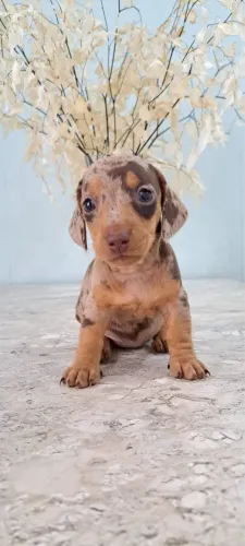 Dachshund (Basset Salsicha Cofap Teckel)