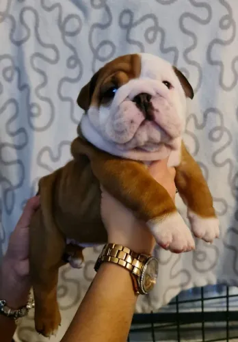 Filhotes de Bulldog Inglês saudáveis e muito carinhosos! Fale comigo no WhatsApp agora.