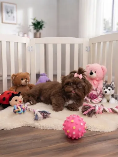 Shihtzu Filhote com Pedigree