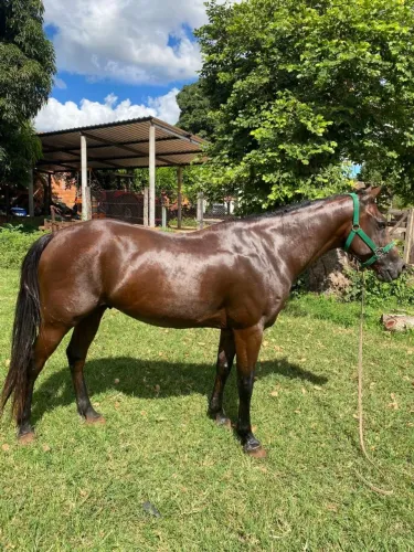 Cavalo QM