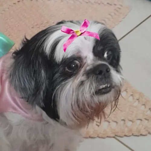 Linda Malu para adoção 