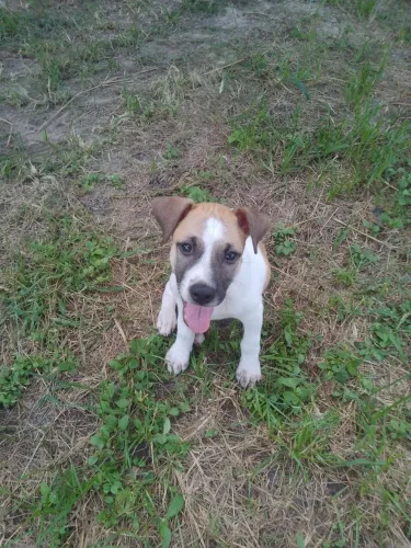 Cão Filhote para Adoção