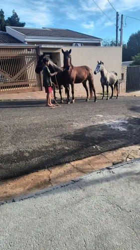 Vende égua mm top de marcha pra qualquer pessoa criança