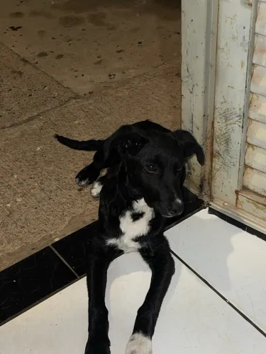 Adoção de pet