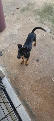 Estou vendendo um cachorro raça pinscher tem 4 meses vai fazer 5 