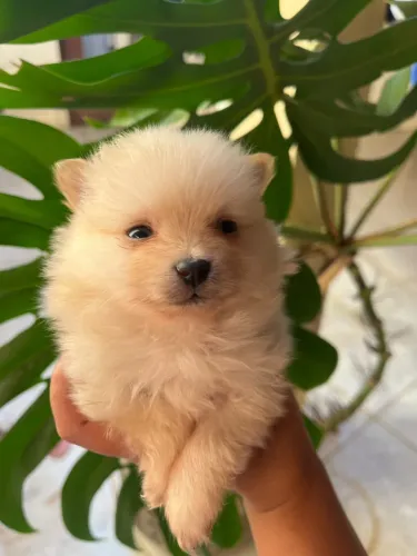 Spitz alemão