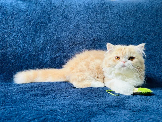 Gato Persa - Filhote