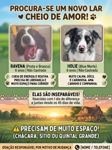 Doa-se 2 border collie