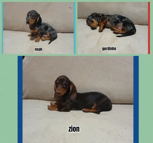Filhotes de dachshund (Salsichinha)