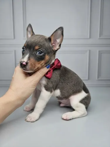 Pinscher Menino Fofo e Encantador
