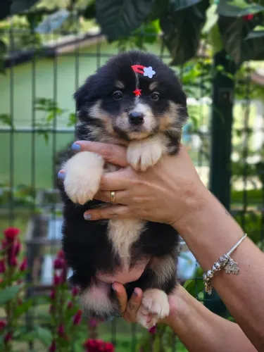 Border Collie | Rota CG 18/05