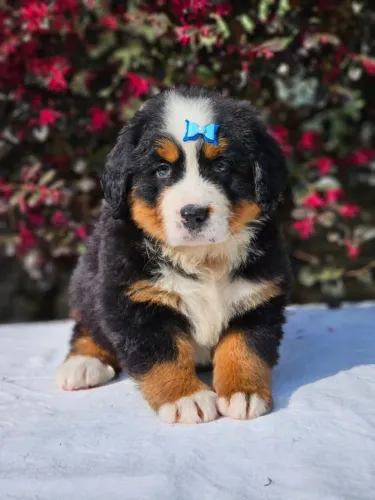 Bernese Mountain Dog | Entrega prevista para o dia 30/09