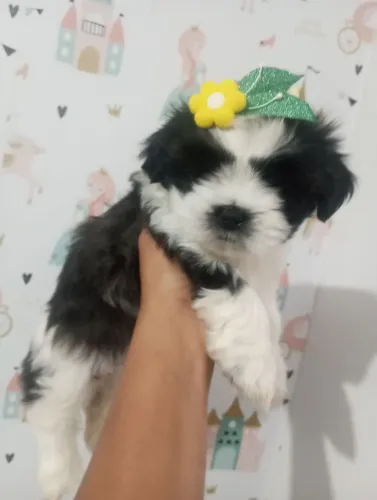 Vendo Shitzu Fêmea
