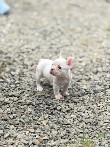 Bulldog francês machos! Valor imperdível, pais com pedigree. Entrego e Parcelo 12x