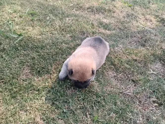 Shiba Inu premium de canil confiável