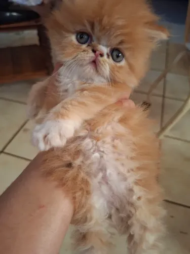 Vende-se filhote de gato persa macho