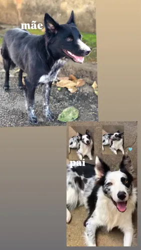 Filhotes de border collie