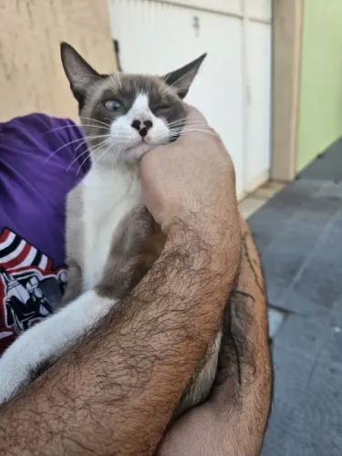Gato Siamês