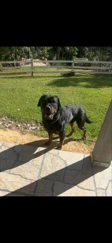 Rottweiler - 1 ano mansinho 