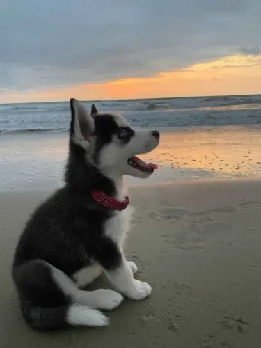 Filhote Husky Siberiano, Seu novo melhor amigo está aqui para mudar sua vida!