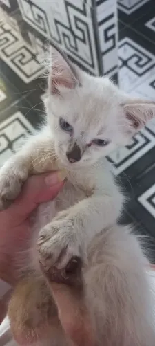 Gatinhos para doações