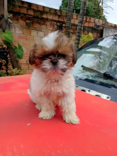 Vende se cachorrinha 