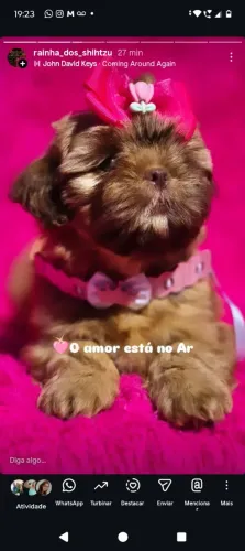 Shih-tzu fêmea 