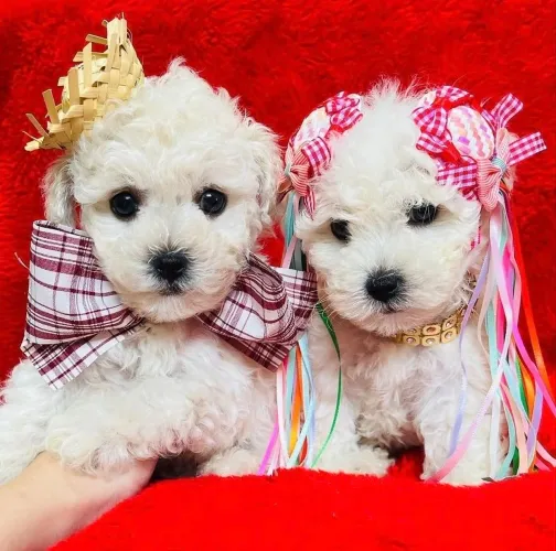 Poodle toy filhotes: Aceito cartão de crédito.