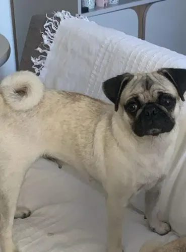 Vendo PuG Fêmea 1 ano